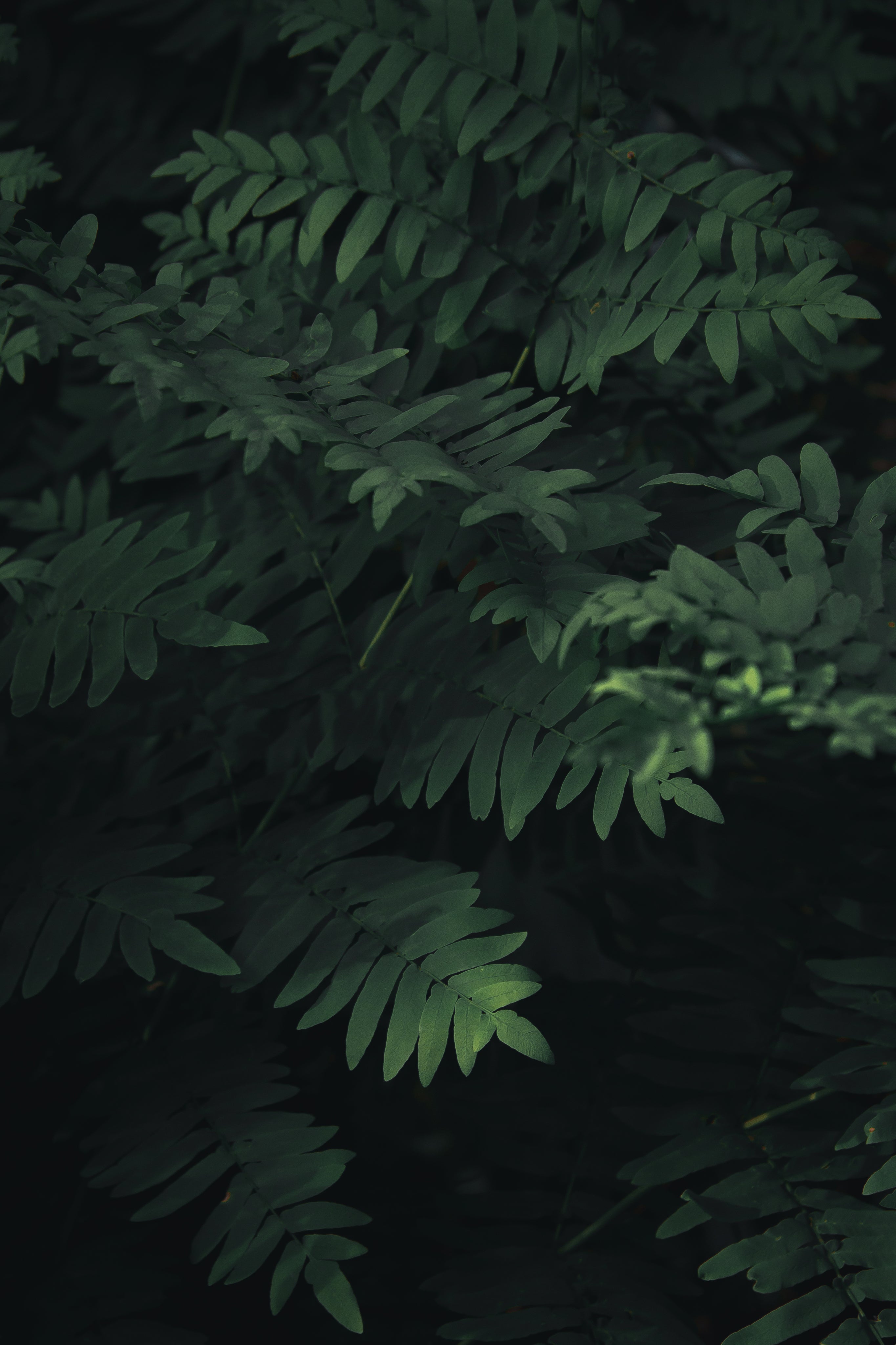 deep-green-leaves-under-shadows.jpg